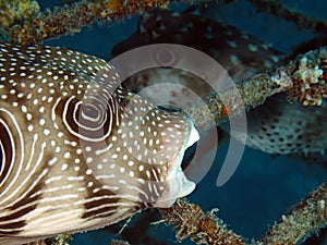 Whitespotted puffer Arothron hispidus