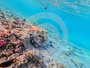 Whitespotted Puffer (Arothron hispidus) at coral reef