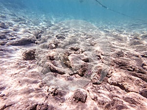 Whitespotted Puffer (Arothron hispidus) at coral reef