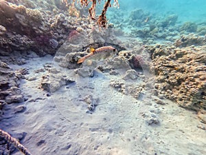 Whitespotted Puffer (Arothron hispidus) at coral reef