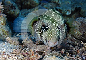 Whitespotted Puffer
