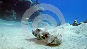 Whitespotted puffer Arothron hispidus swimming close to the sandy bottom. Red Sea. Egypt