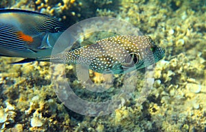 Whitespotted puffer fish