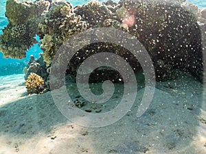 Whitespotted puffer fish or tetraodontidae in coral reef of Red Sea photo