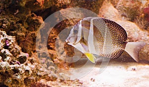Whitespotted surgeonfish photo