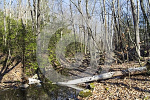 Whitestone cliff trail plymouth connecticut stream