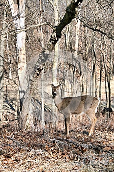 Whitetail