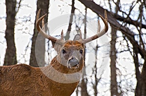 Whitetail buck