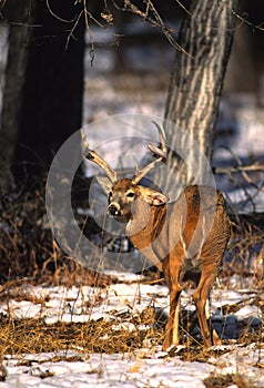Whitetail Buck photo