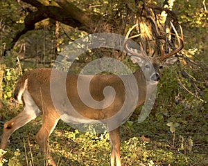 Whitetail Buck