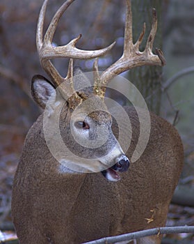 Whitetail Buck