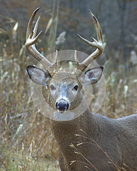 Whitetail Buck