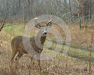 Whitetail Buck