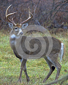 Whitetail Buck