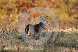 Whitetail Buck