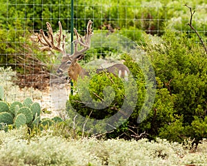 Whitetail Buck