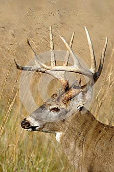 Whitetail Buck