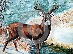 Whitetail- Buck