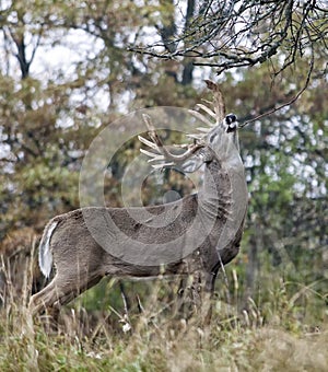 Whitetail buck