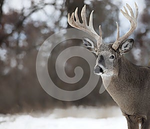 Whitetail buck