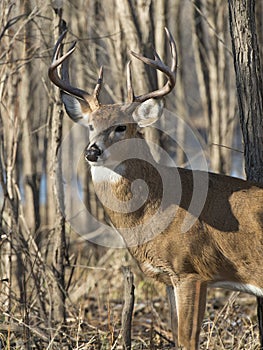 Whitetail Buck