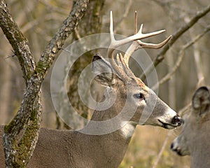 Whitetail Buck