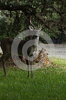 Whitetail Buck