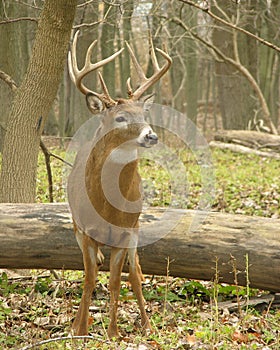 Whitetail Buck 9