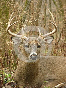 Whitetail Buck