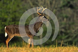 Whitetail Buck on Alert