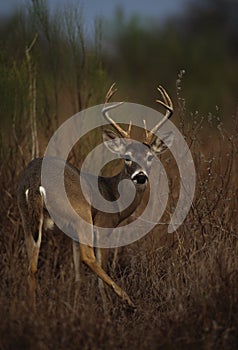 Whitetail Buck on Alert