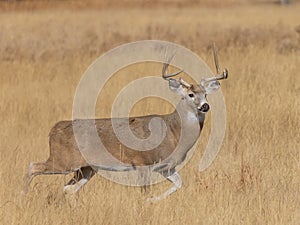 Whitetail Buck in Autumn in Colorado