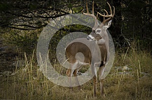 Whitetail Buck in autumn environment