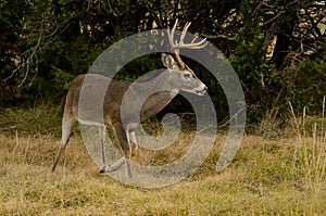 Whitetail Buck in autumn environment