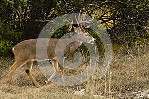 Whitetail Buck in autumn environment