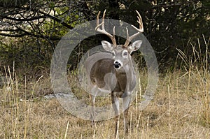 Whitetail Buck in autumn environment