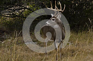 Whitetail Buck in autumn environment