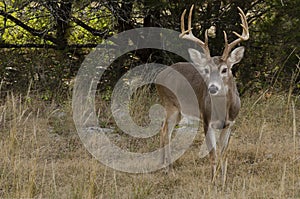 Whitetail Buck in autumn environment