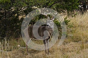 Whitetail Buck in autumn environment