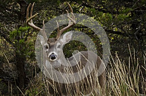 Whitetail Buck in autumn environment