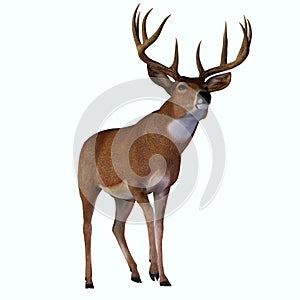 Whitetail Buck Beauty