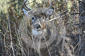 Whitetail Buck Behind Branches