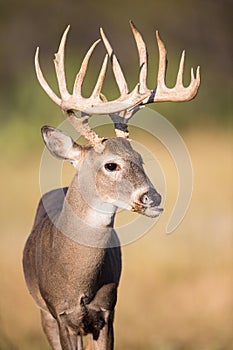 Whitetail buck with broken jaw