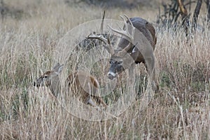 Whitetail Buck Chasing doe