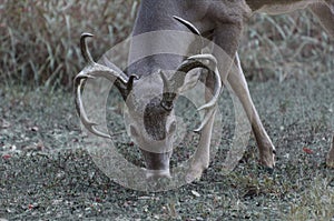 Whitetail buck deer grazing
