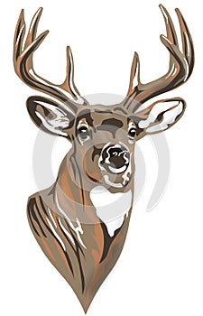 Whitetail Buck Deer Head braun