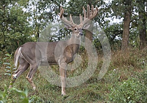 Whitetail buck deer profile