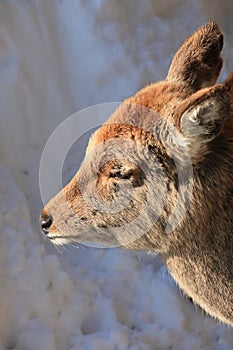 Whitetail Buck Deer in the snow