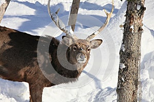 Whitetail Buck Deer in the snow