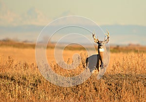 Whitetail Buck Deer standing in tall grass standfing hunting season